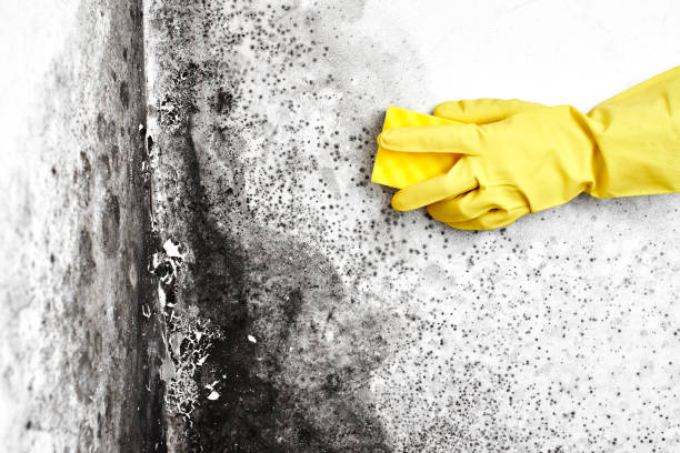 Best Kitchen Mold Remediation in Herricks, NY