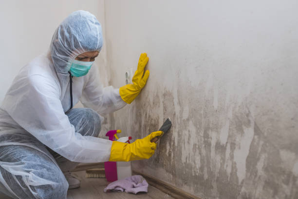 Best Attic Mold Remediation in Herricks, NY