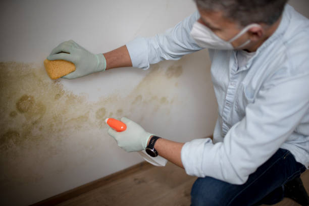 Best Basement Mold Remediation in Herricks, NY