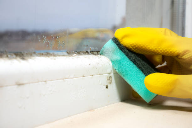 Best Insurance-Related Mold Remediation in Herricks, NY