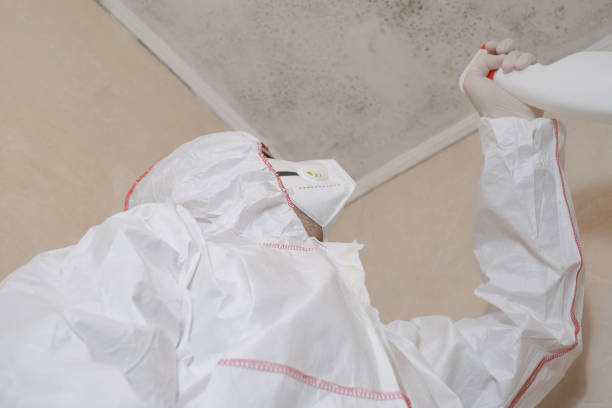 Best DIY Mold Remediation Support Services in Herricks, NY