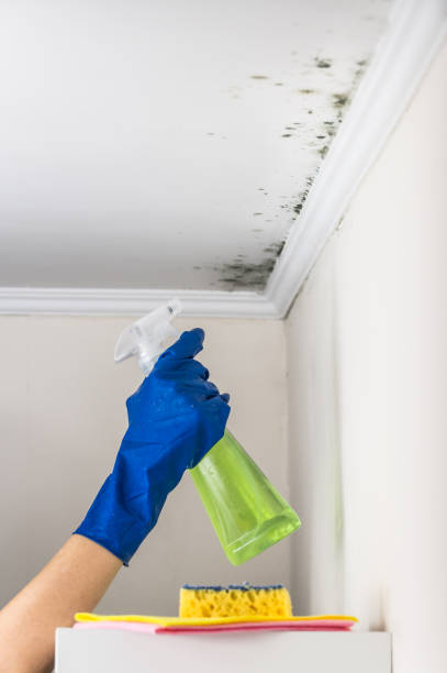 Best Residential Mold Remediation in Herricks, NY